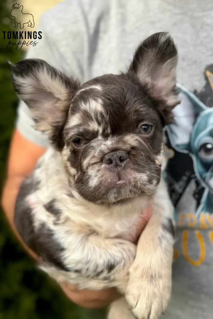 Close-up of Hubert, a fluffy merle French Bulldog puppy with dark chocolate and cream facial markings, being gently held by a caretaker.