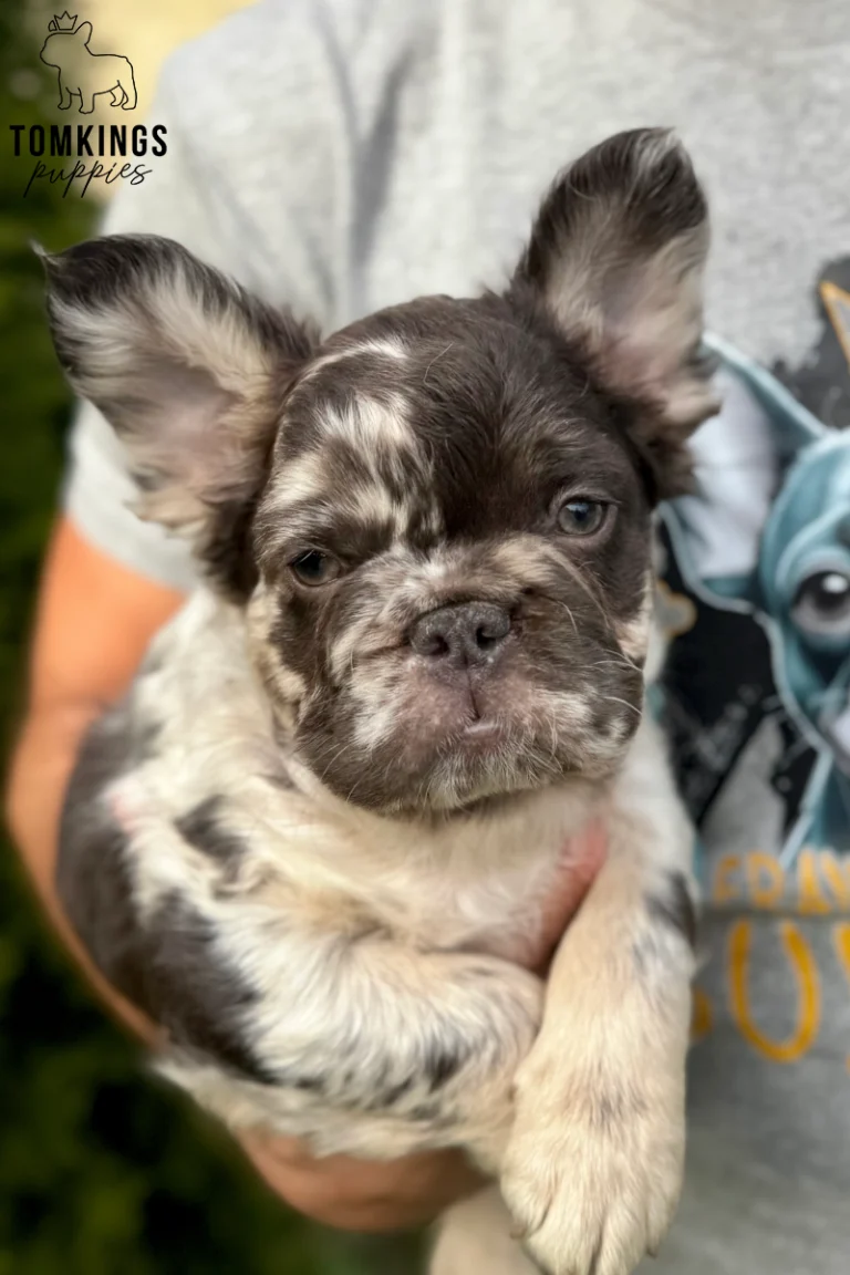 Close-up of Hubert, a fluffy merle French Bulldog puppy with dark chocolate and cream facial markings, being gently held by a caretaker.