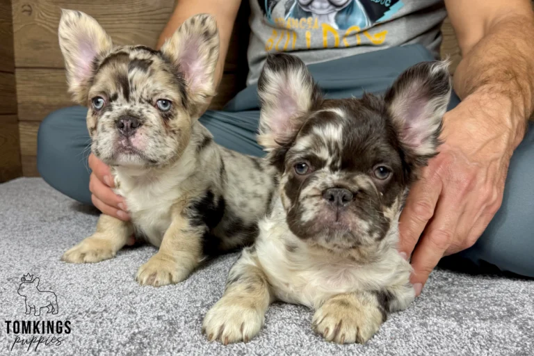 Hubert, a choco merle fluffy French Bulldog puppy, sits next to a lighter merle Frenchie on a gray carpet, both looking at the camera.