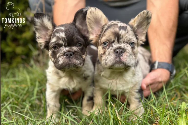 Hubert, a dark fluffy merle French Bulldog puppy, lying beside a lighter merle French Bulldog puppy on a gray carpet with a caretaker behind them.