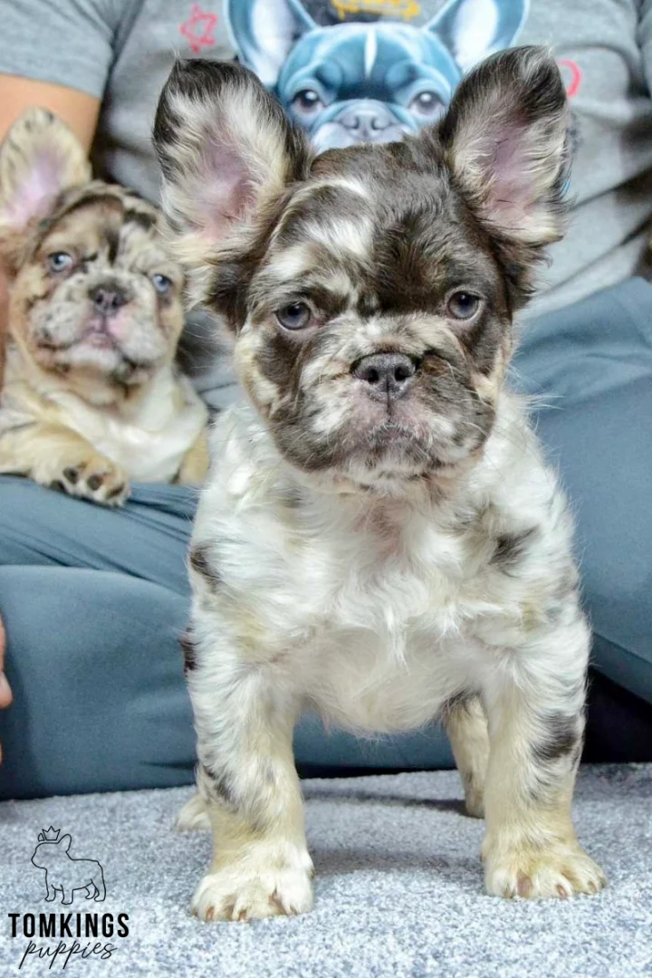 Hubert, a fluffy merle French Bulldog puppy with a dark chocolate and cream marbled coat, large furry ears, and light eyes, standing on a gray carpet.