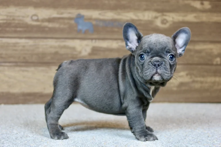 Blue French Bulldog puppy standing indoors in front of a wooden wall.