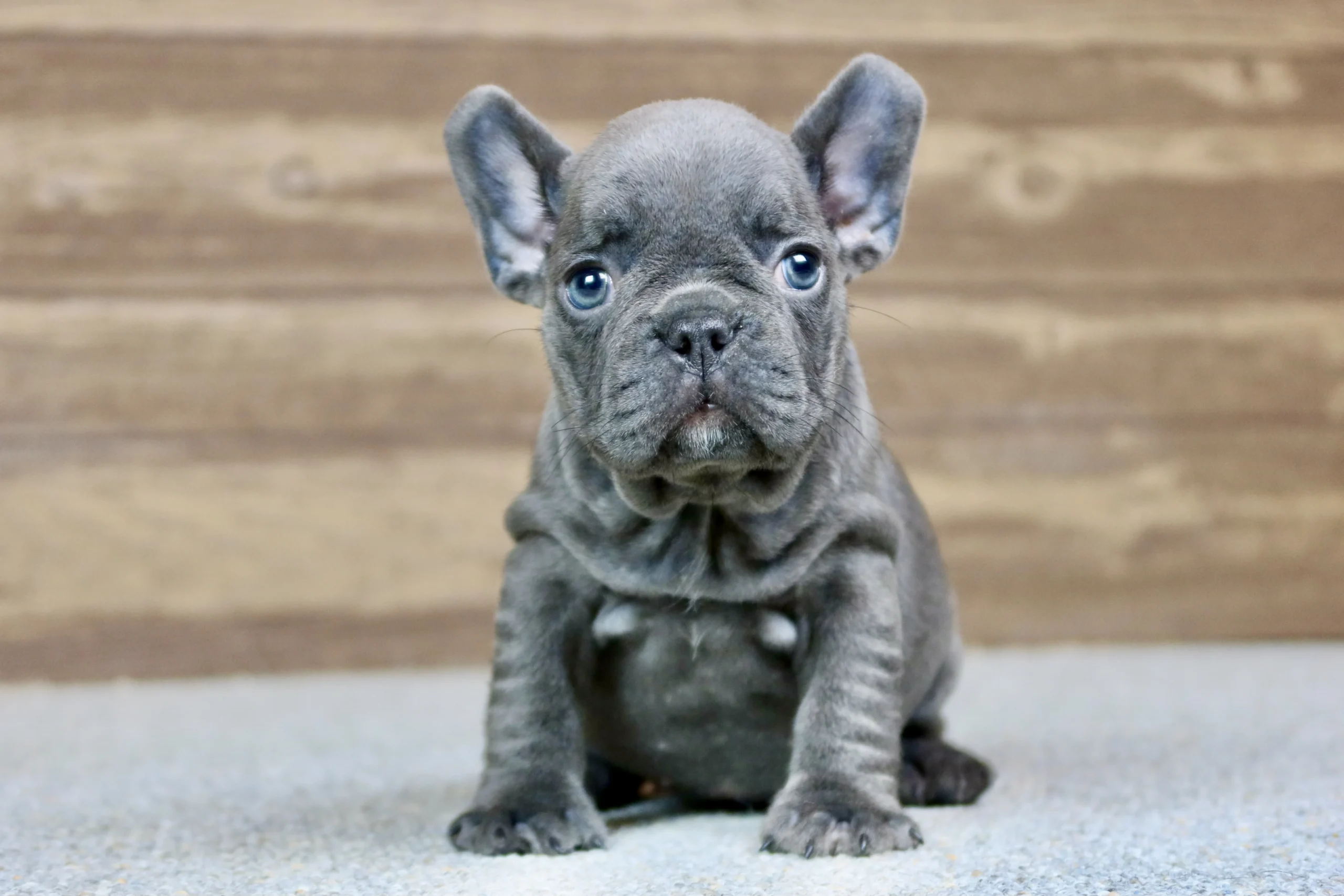 Blue French Bulldog puppy sitting indoors against a wooden backdrop.