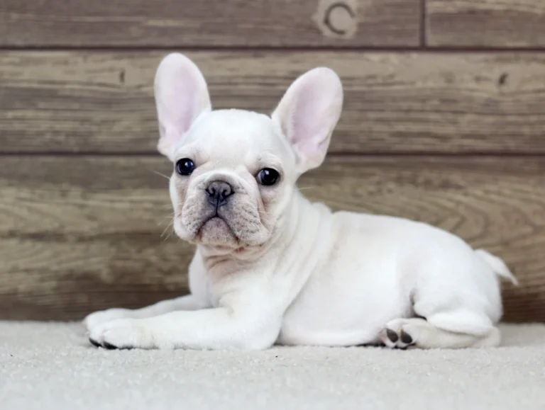 A cream French Bulldog puppy lying indoors in front of a wooden wall.