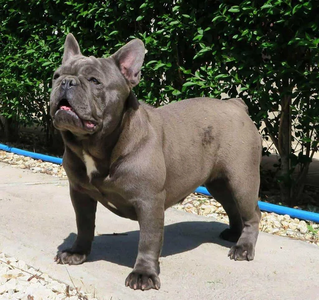Blue French Bulldog standing outdoors near green bushes