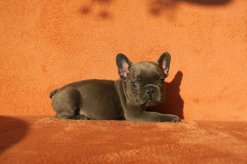 Blue French Bulldog puppy lying on an orange blanket