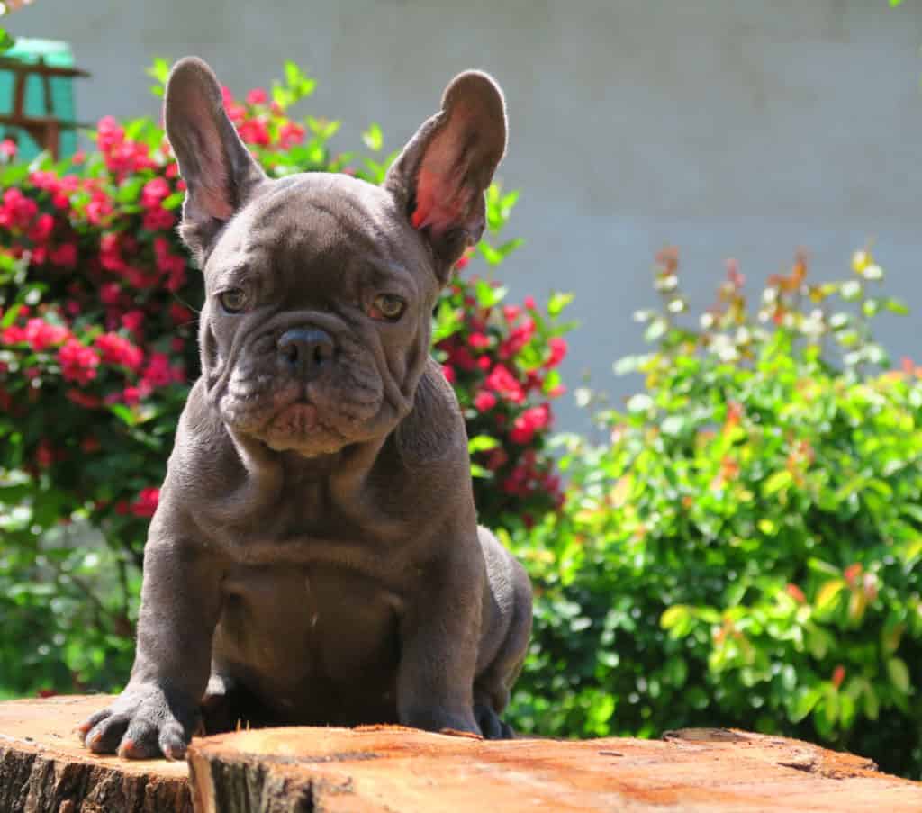 Basic commands to teach your French Bulldog after adoption - TomKings Blog