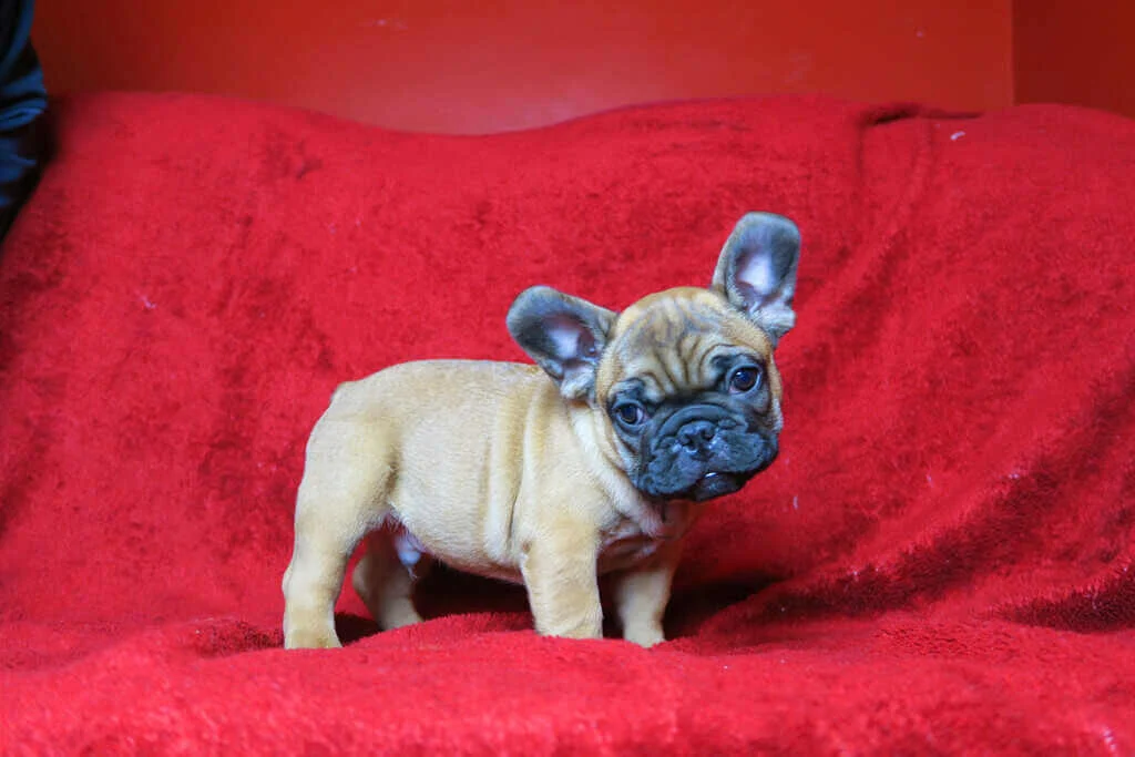 Fawn French Bulldog puppy standing on a red blanket
