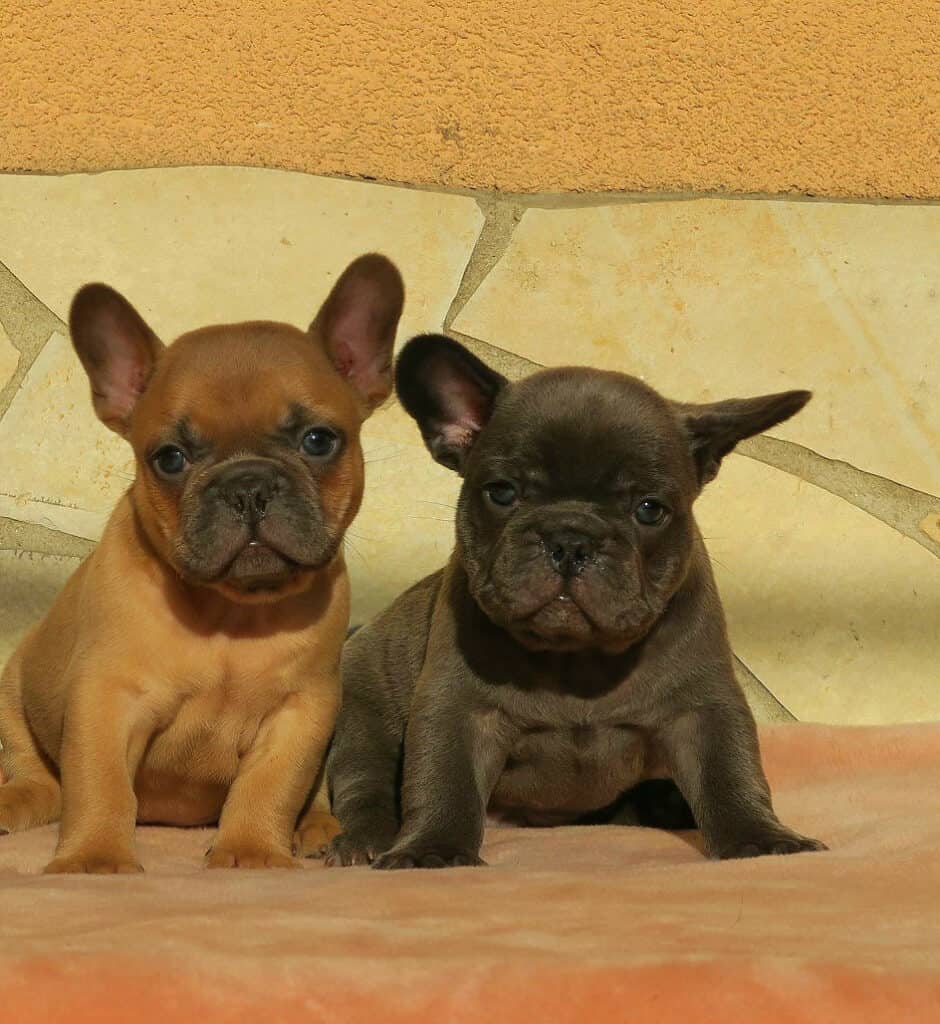 Pet insurance for your Frenchie - TomKings Blog
