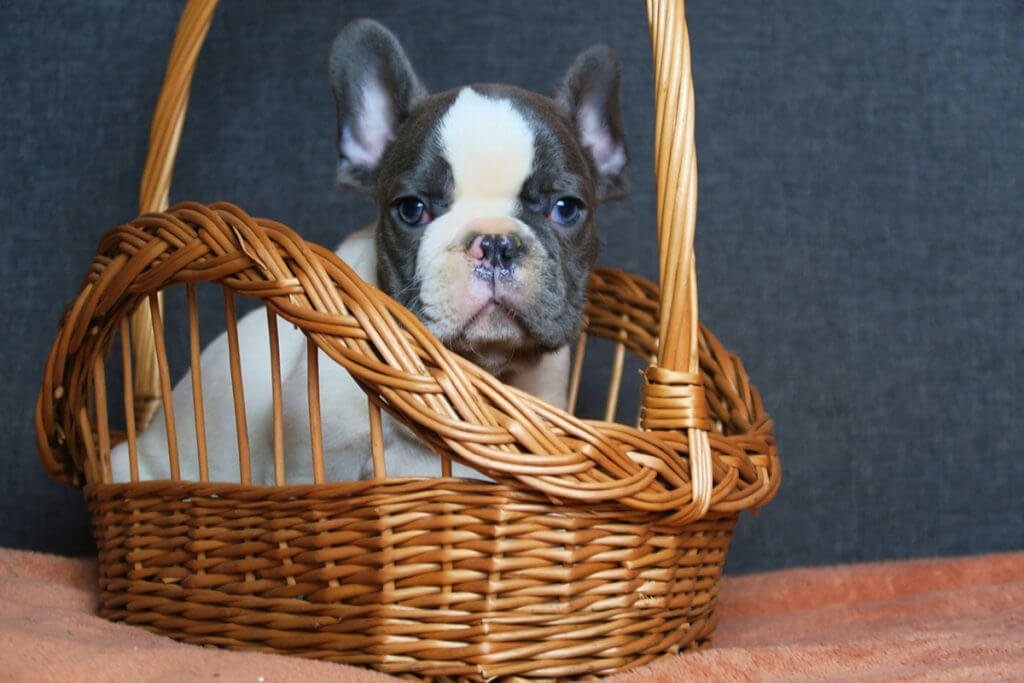 Five mistakes parents make when feeding their Frenchie (and how to avoid them) - TomKings Blog