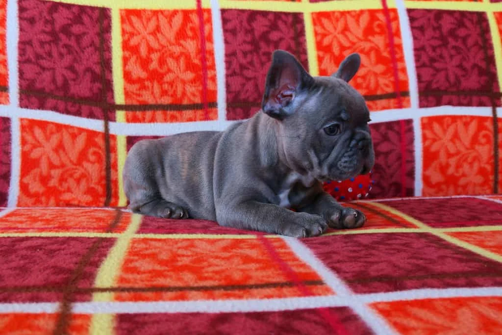 Grey French Bulldog puppy lying on a red and orange plaid blanket