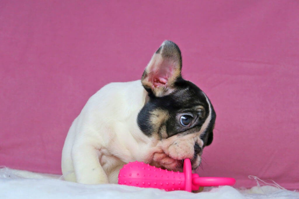 What to do when your Frenchie is choking? - TomKings Blog