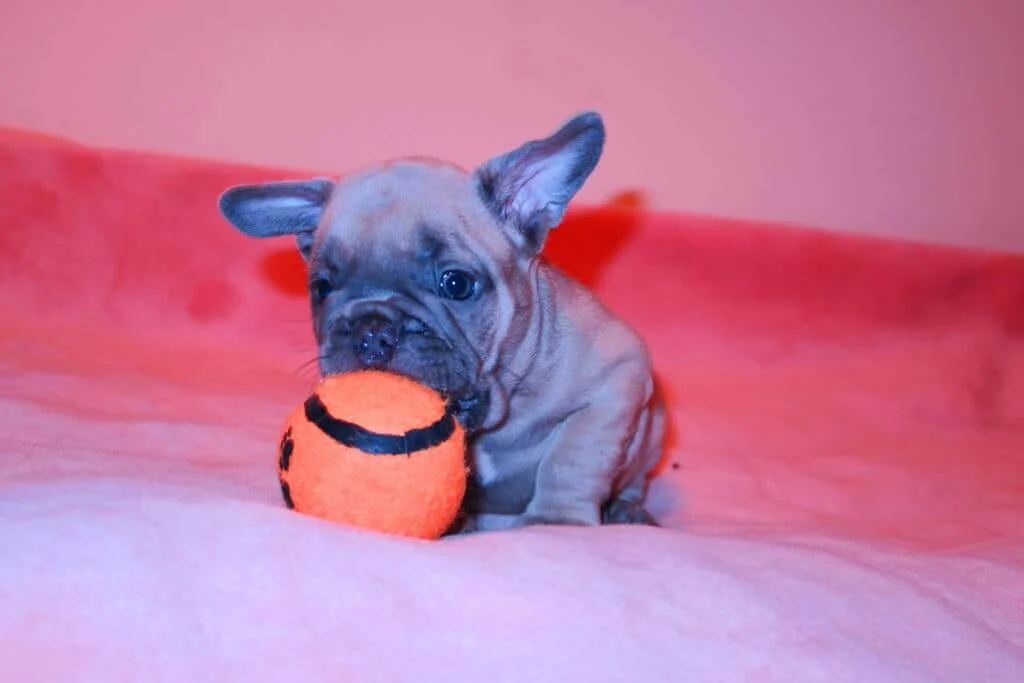 Lilac French Bulldog puppy sitting with an orange tennis ball