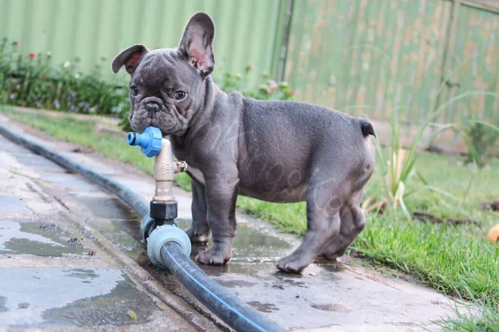 Five steps to follow when you buy a Frenchie online - TomKings Blog