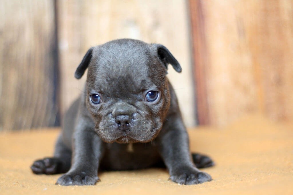 Follow these steps to Frenchie proof your home and garden - TomKings Blog