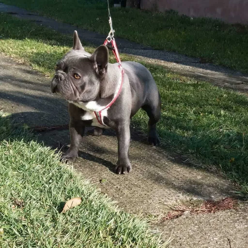 Blue French Bulldog standing on a sidewalk on a leash