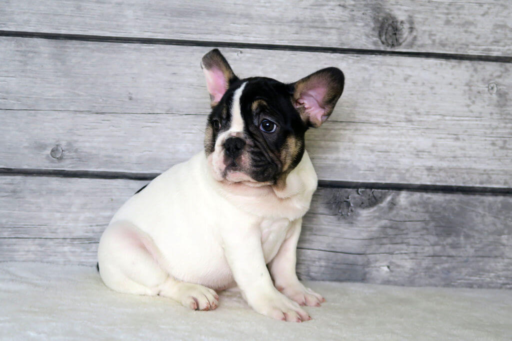 Follow these steps to Frenchie proof your home and garden - TomKings Blog