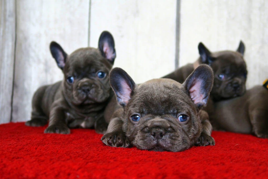 Why adopt a French Bulldog (puppy parents share their views) - TomKings Blog