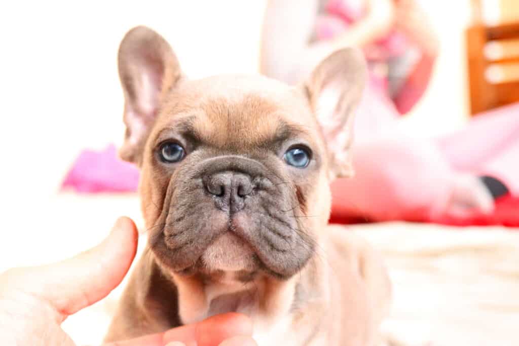 How to groom your Frenchie - TomKings Blog