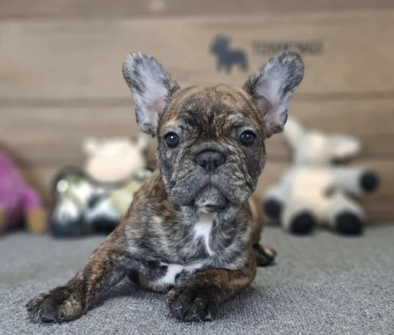 A brindle French Bulldog puppy lying indoors on a gray carpet.