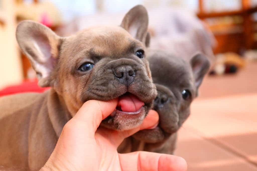 25 HQ Images Do Mini French Bulldogs Drool / French Bulldog Puppies For Sale by TeaCups, Puppies ...