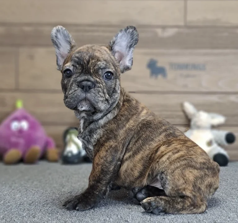 A black brindle French Bulldog puppy sitting indoors in front of a wooden wall.