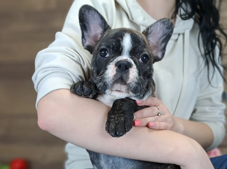 A brindle and white French Bulldog puppy resting in a person's arms indoors.