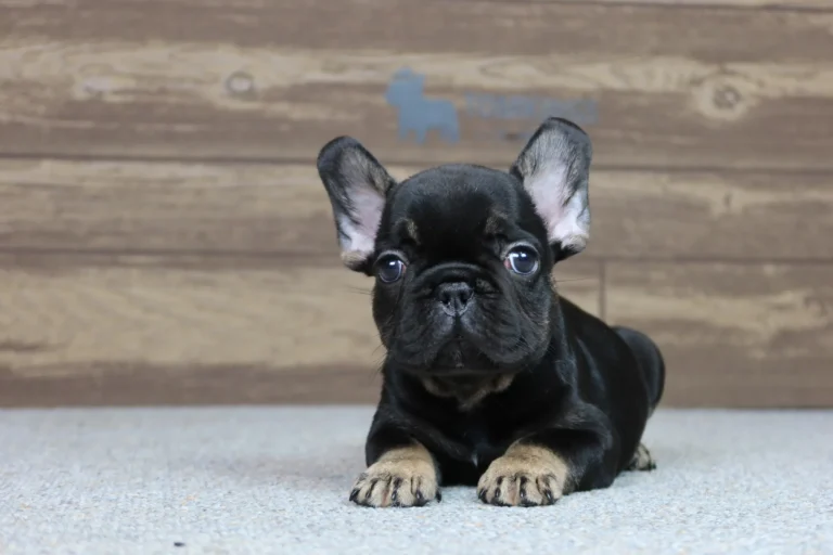 Black and tan French Bulldog puppy lying on a light carpet in front of a wooden TomKings Puppies backdrop.