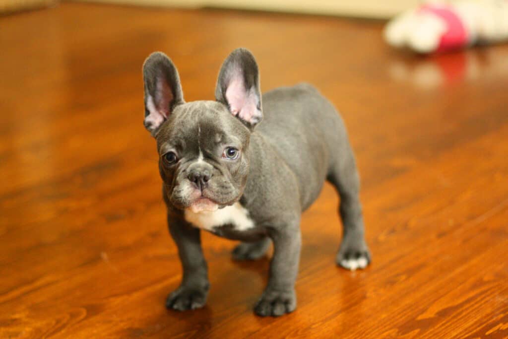 Who takes care of my Frenchie, if I am away? [Dog sitters, dog hotels] - TomKings Blog