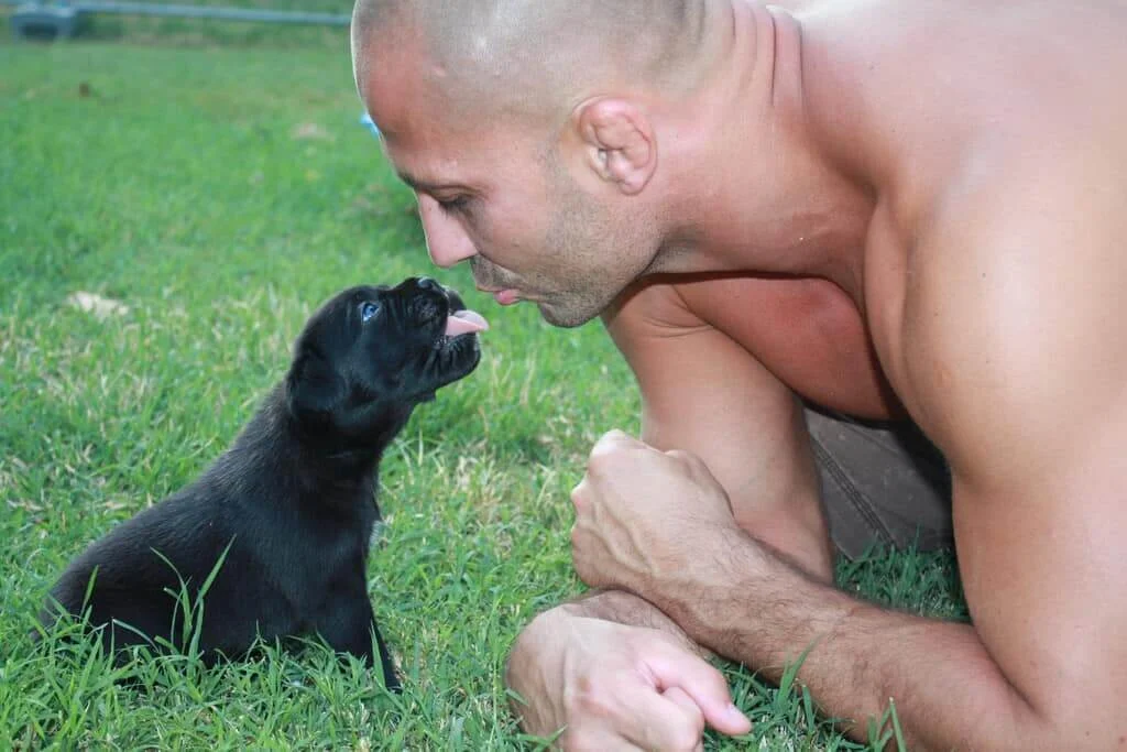 Man kneeling nose to nose with a black French Bulldog puppy on grass