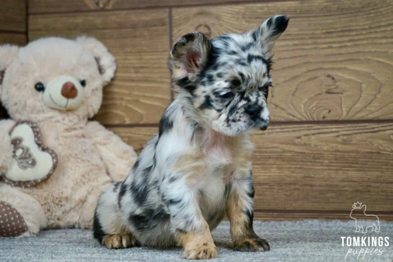 A fluffy black merle and tan French Bulldog puppy named Jemma, known for her one blue eye, sits calmly next to a light brown teddy bear.