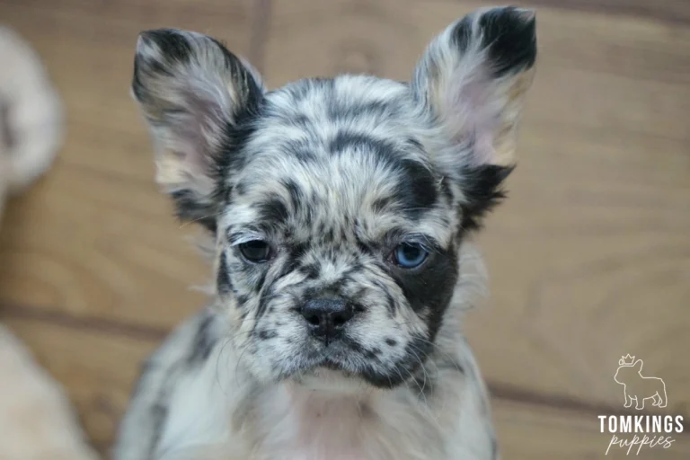 Jemma, a fluffy black merle French Bulldog puppy with a black and silver mottled coat, blue eyes, and large furry ears, photographed close up.