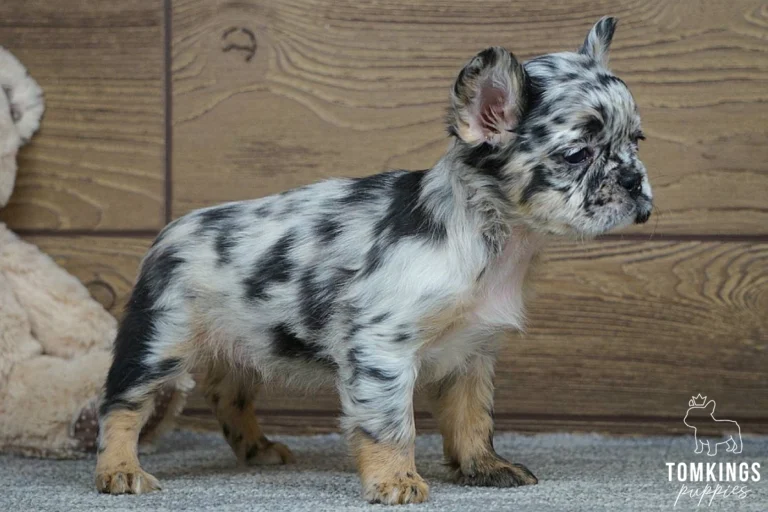 Side profile of Jemma, a fluffy black merle French Bulldog puppy with a black and silver marbled coat, tan paws, and upright ears, standing on a gray carpet.