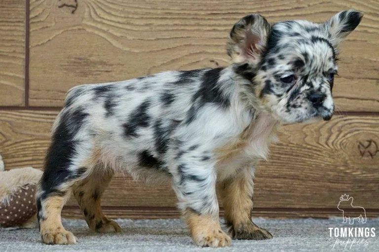 Jemma, a fluffy black merle French Bulldog puppy with a black and silver patterned coat, tan paws, and large upright ears, standing in a three-quarter side view.