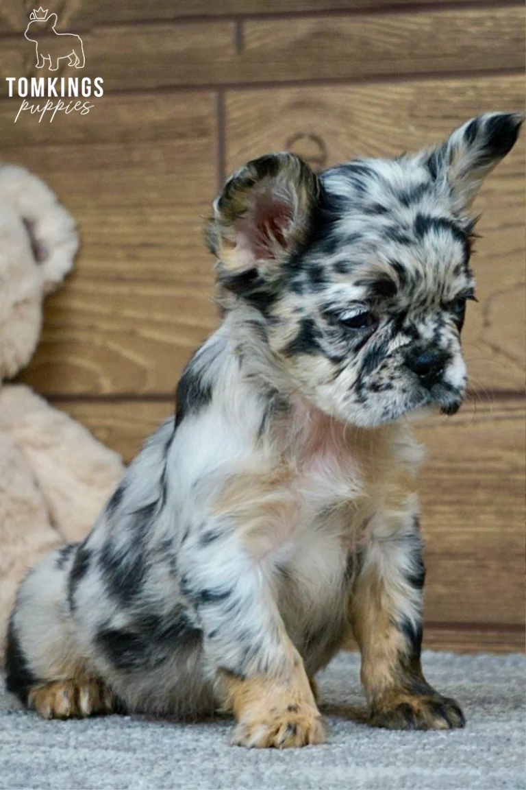 A fluffy black merle and tan French Bulldog puppy named Jemma sits gently on a grey rug, looking down with a sweet expression. A blurred plush toy is in the background.