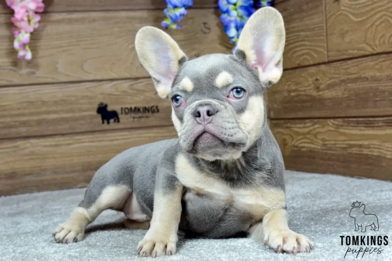 Jocasta, a lilac and tan French Bulldog girl, lying on a gray carpet in front of a wooden backdrop with a red heart decoration.