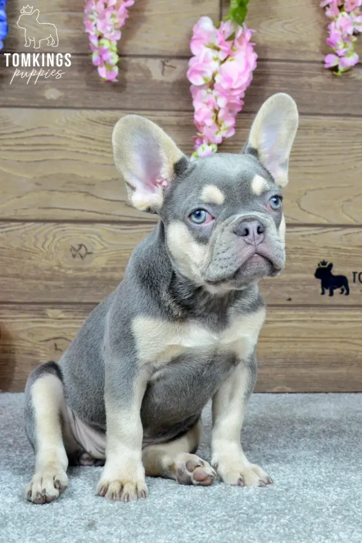 Jocasta, a lilac and tan French Bulldog girl, sitting indoors beside a red heart decoration and blue flowers.