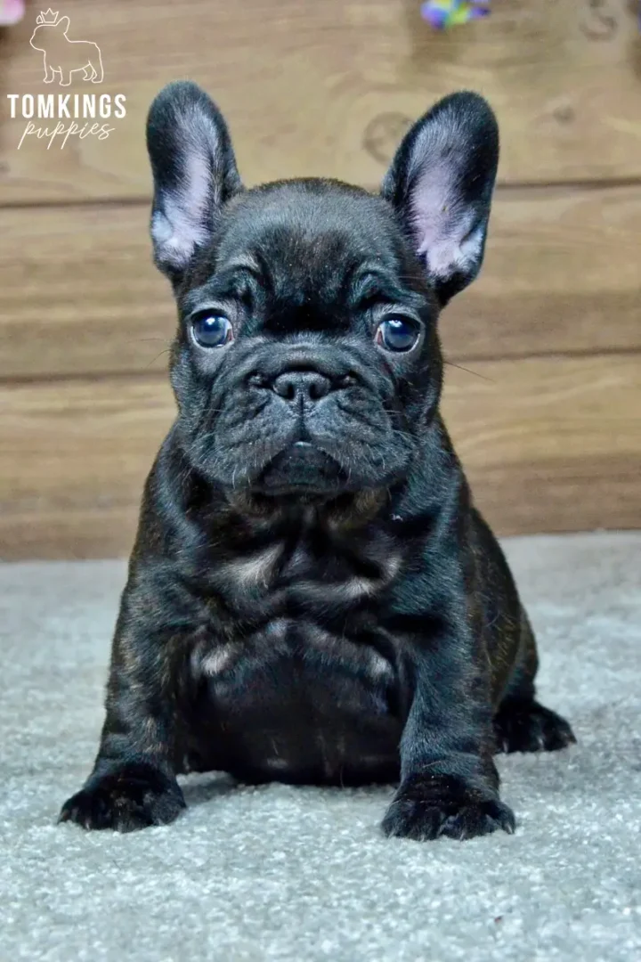 Junia, a black brindle French Bulldog puppy, sitting indoors and looking directly at the camera.