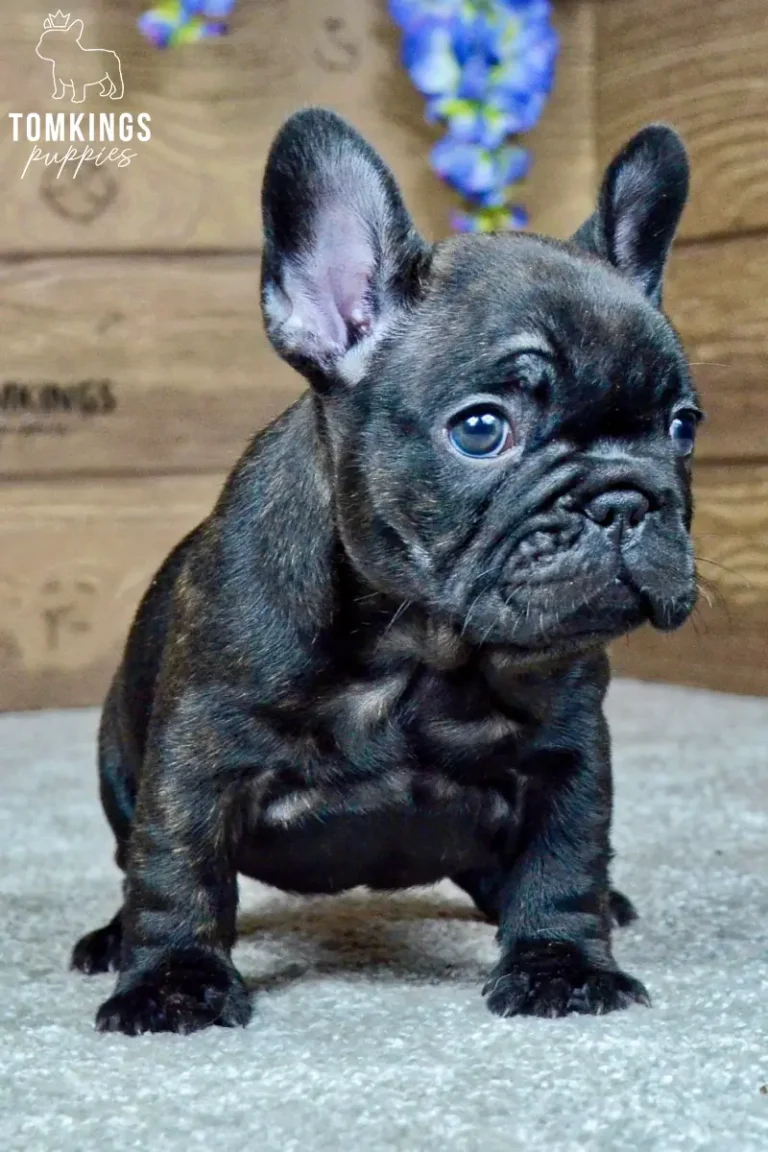 Junia, a black brindle French Bulldog puppy, standing indoors in three-quarter view and looking to the side.
