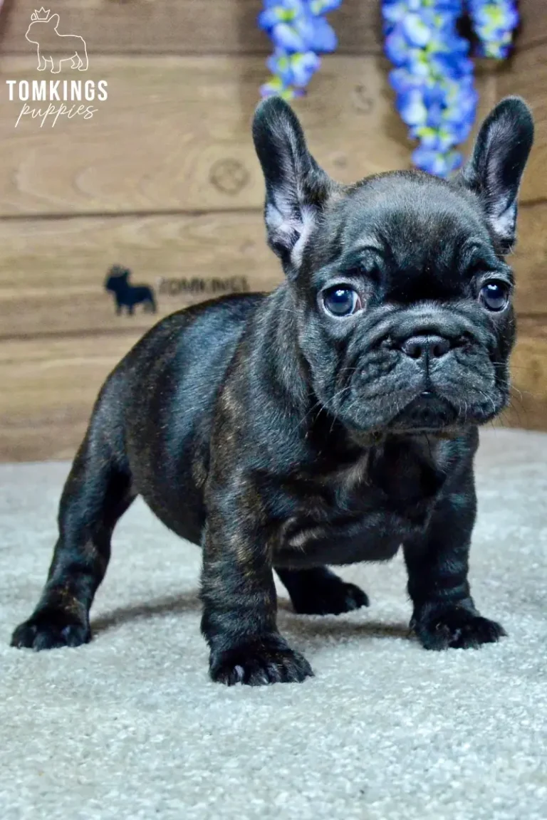 Junia, a black brindle French Bulldog puppy, standing indoors and facing the camera.