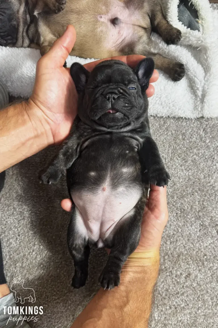 Junia, a black brindle French Bulldog puppy, is held gently on her back, showing her soft belly and sleepy face.