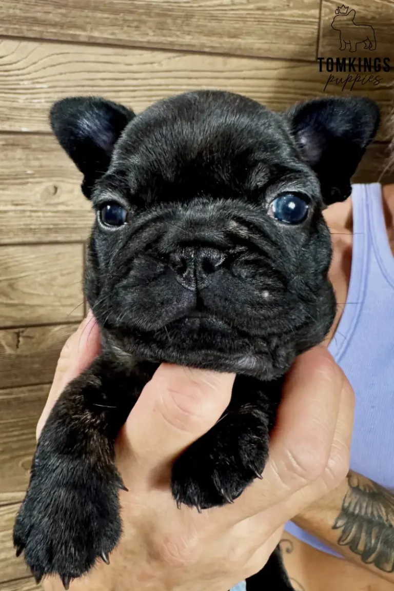 Close-up of Junia, a black brindle French Bulldog puppy, held gently, looking directly at the camera against a wooden wall.