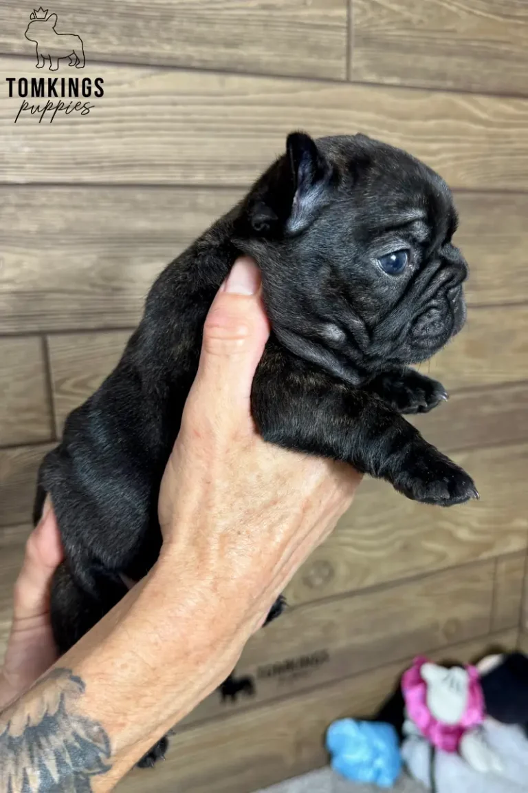 A black brindle French Bulldog puppy named Junia is held gently in human hands, looking alertly to the right. Her sweet, sensitive face and compact body are visible against a wooden background.