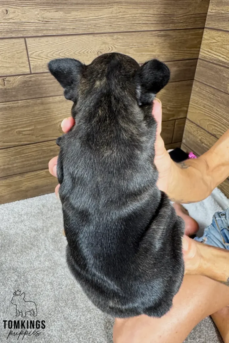 A beautiful female French Bulldog puppy, Junia, held from behind, showing her black brindle striped coat.