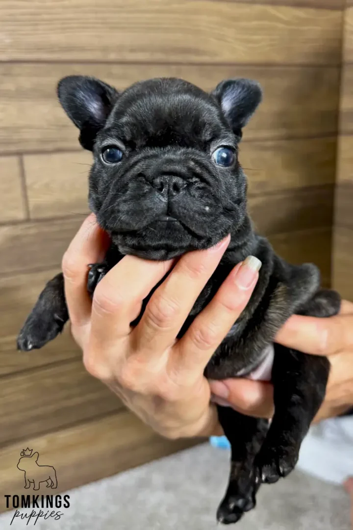 Black brindle French Bulldog puppy Junia held by two hands, looking forward with wide blue eyes.