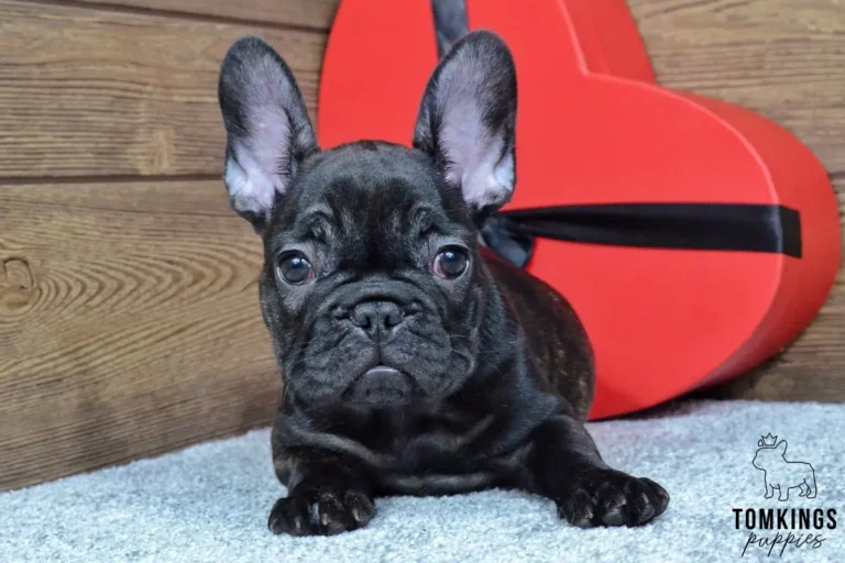 Junia, a dark brindle French Bulldog puppy with upright ears and round eyes, lying beside a large red heart-shaped gift box.