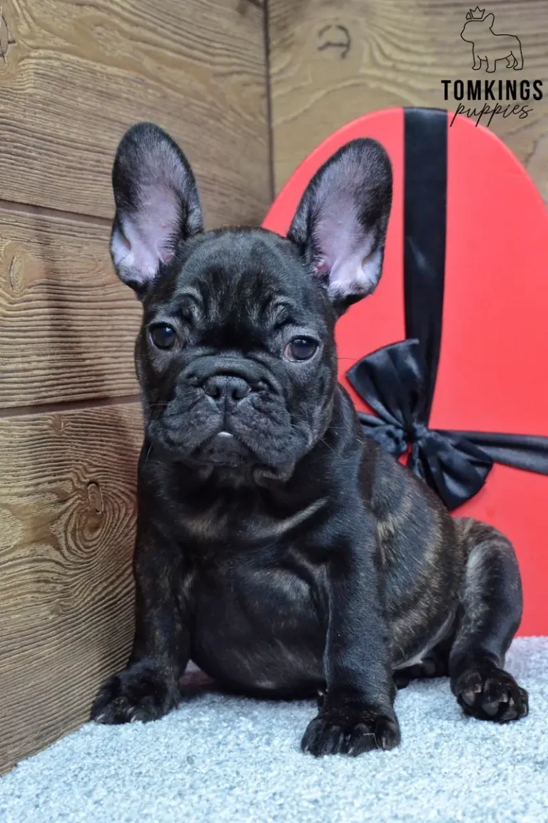 Junia, a dark brindle French Bulldog puppy with large upright ears, sitting on a soft blue blanket beside a red heart decoration.