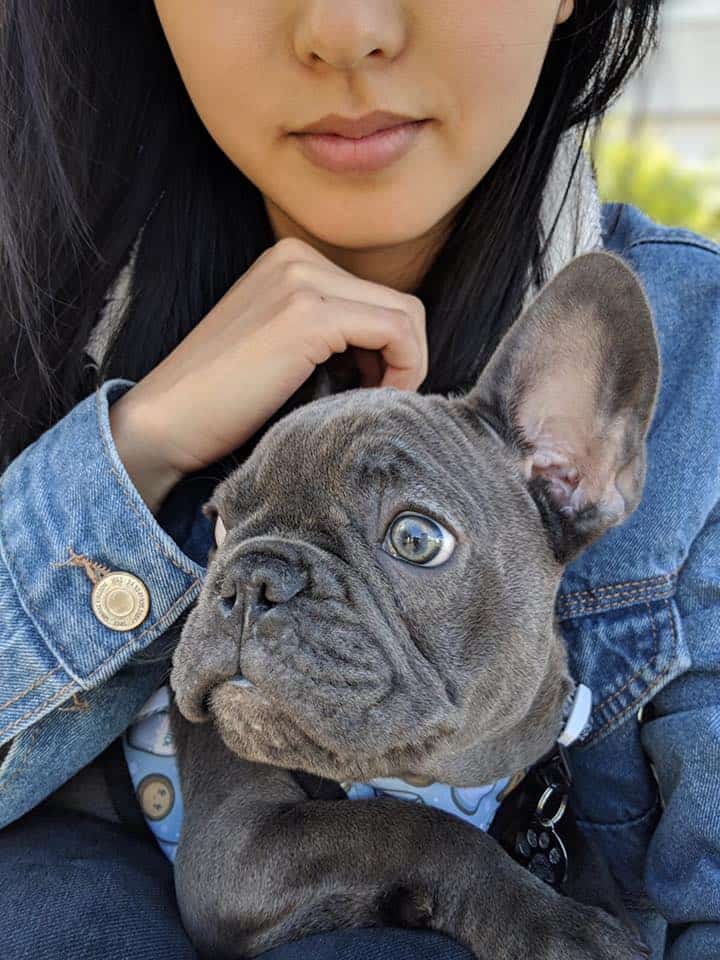 This is why Frenchie parents love Tomkings Puppies - TomKings Blog