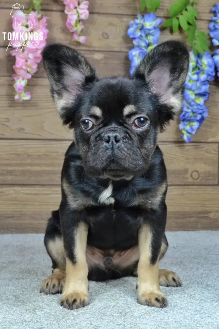 Kayce, a black and tan French Bulldog boy, sitting indoors with large upright ears and a white chest patch.
