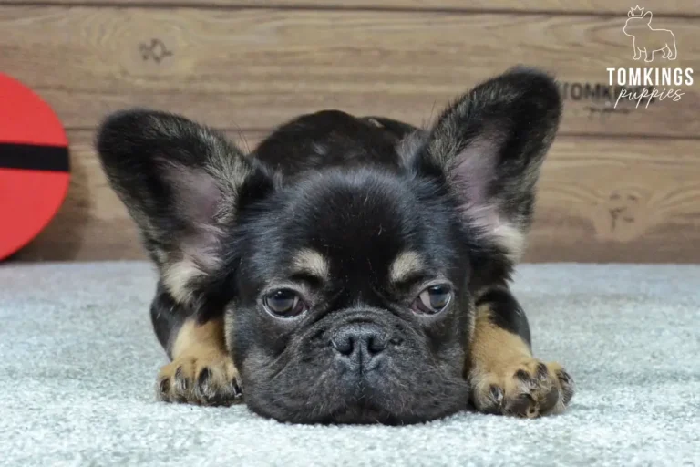 Kayce, a black and tan French Bulldog boy, lying on a soft carpet indoors with his head resting on his paws.